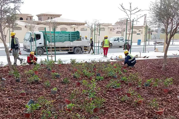 Songle Songlin No. 1 And No. 2 Are Used As Organic Mulch In Middle Eastern Landscaping